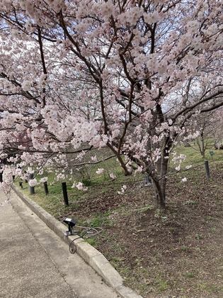 今週の出来事🌸