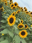 ひまわり🌻